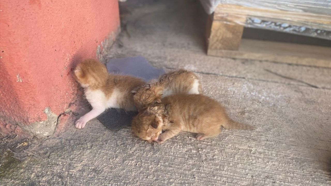 Diyarbakır'da Depoda Çıkan Yangın Kontrol Altına Alındı