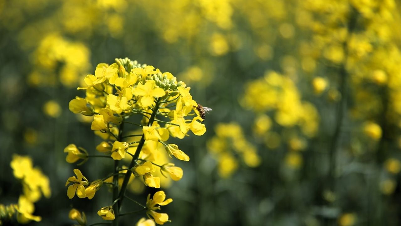 Edirne'deki Kanola Tarlaları Bahar ile Sarı Renkle Bezeniyor