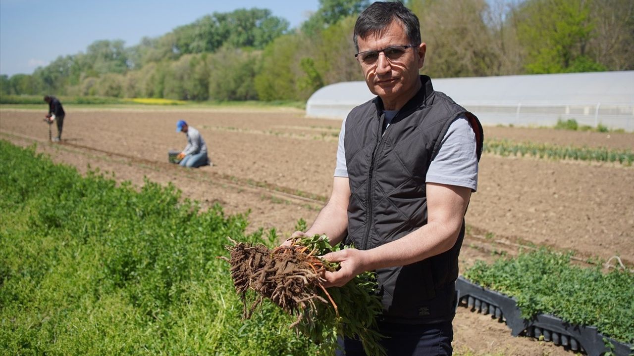 Edirne Kırmızısının Elde Edildiği Kök Boya Bitkisinin Üretim Çalışmaları Devam Ediyor