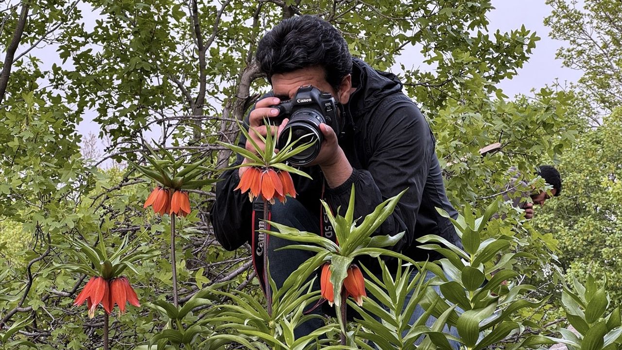 Elazığ'da Doğaseverler, Ağlayan Gelinleri Fotoğraflamak İçin Görese Dağı'na Tırmanıyor