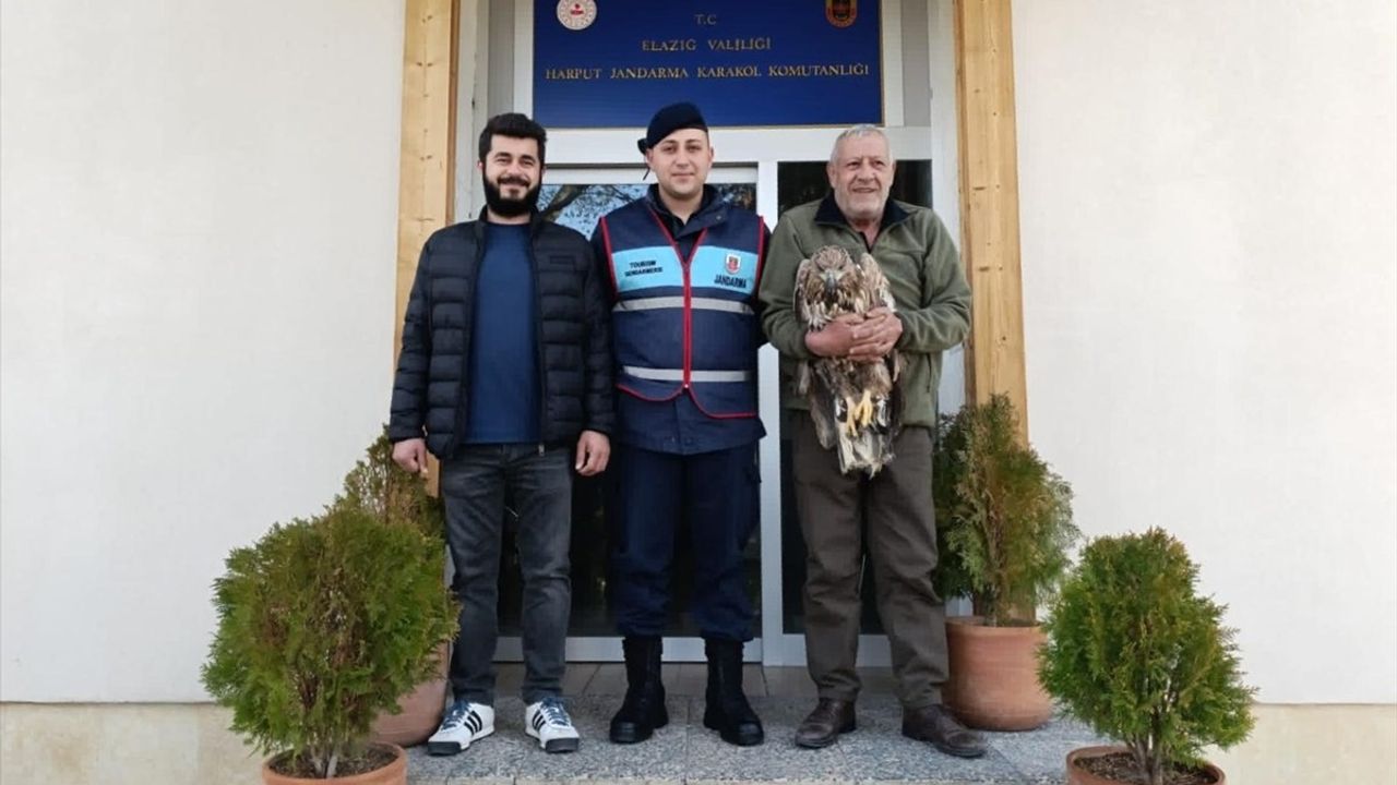 Elazığ'da Yaralı Kaya Kartalı Jandarma Ekipleri Tarafından Kurtarıldı
