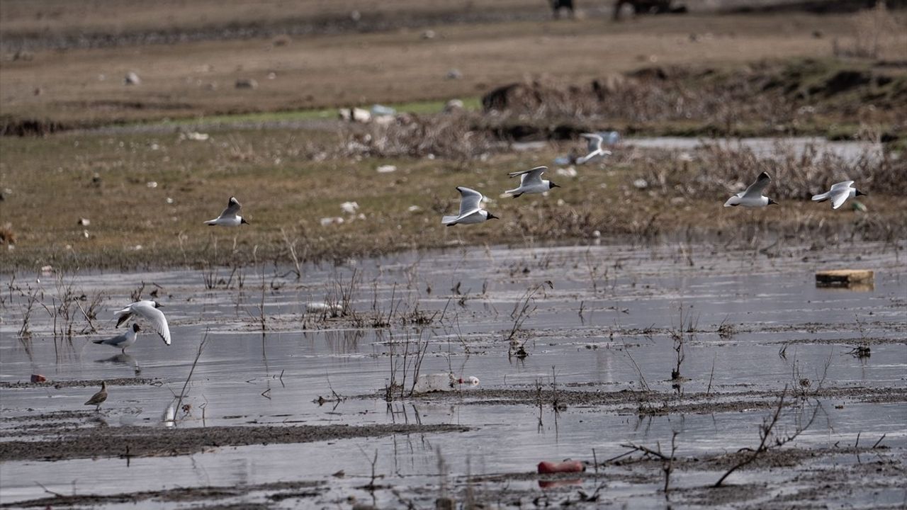 Erzurum'un Sulak Alanlarında Göçmen Kuş Zenginliği