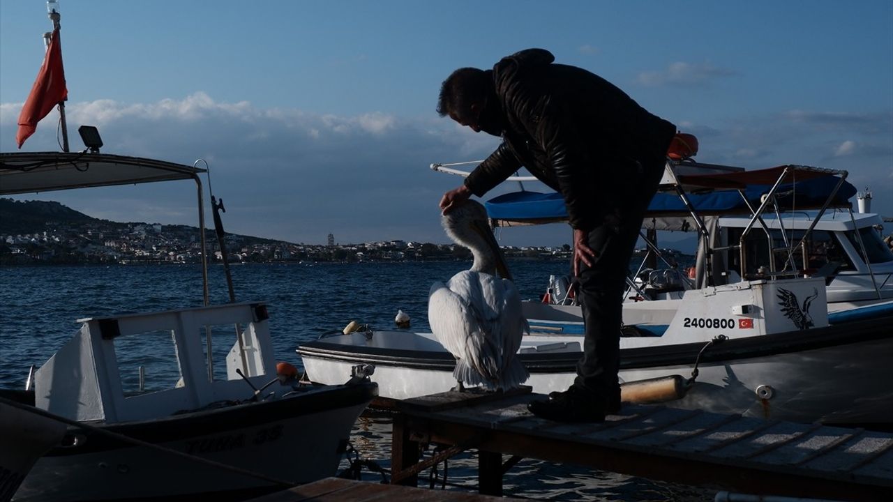 Foça'nın Maskotu: Yaralı Pelikan 'Tosun' 4 Yıldır Barınakta Yaşıyor