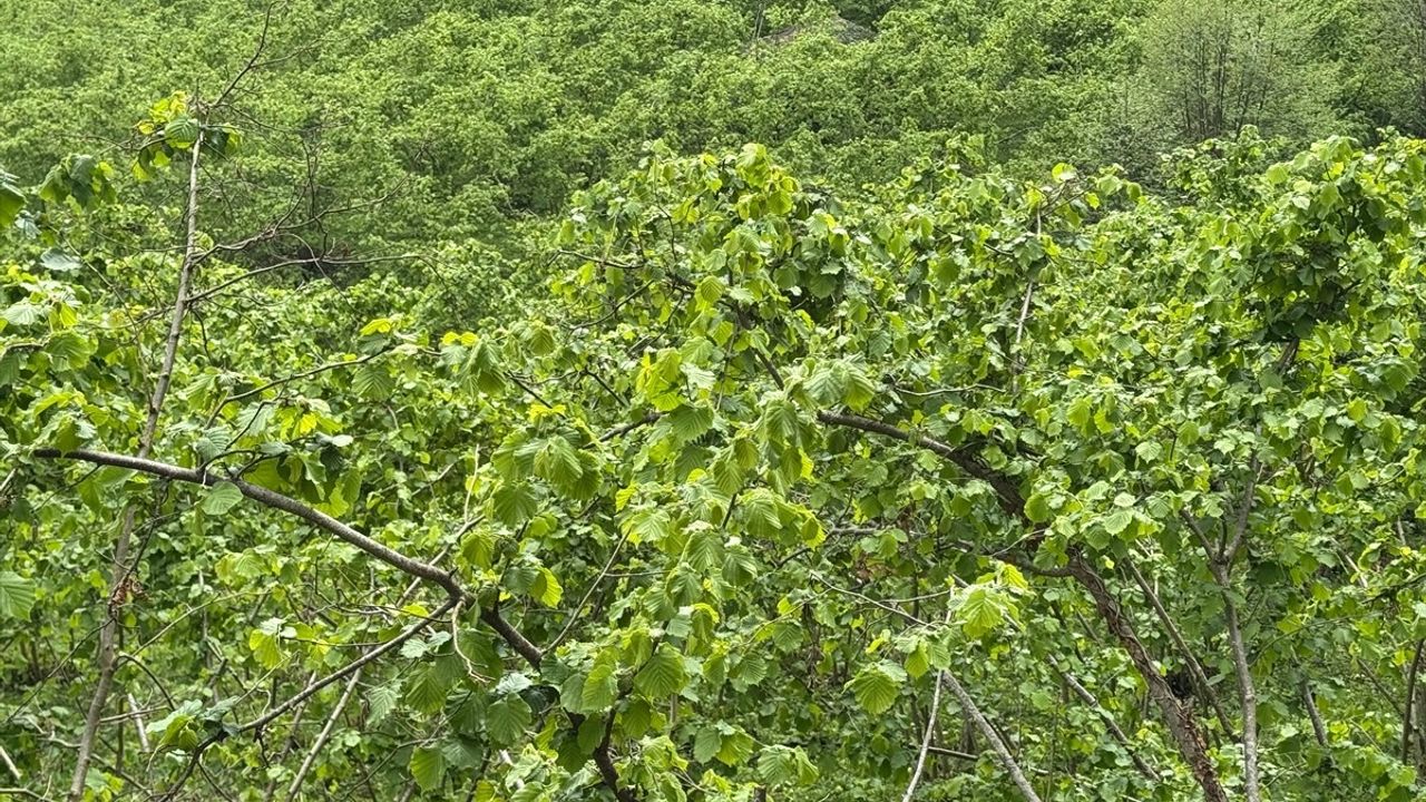 Giresun Üniversitesi Fındıkta Verim Düşüklüğünü Çözmek İçin Örnek Bahçe Kuruyor