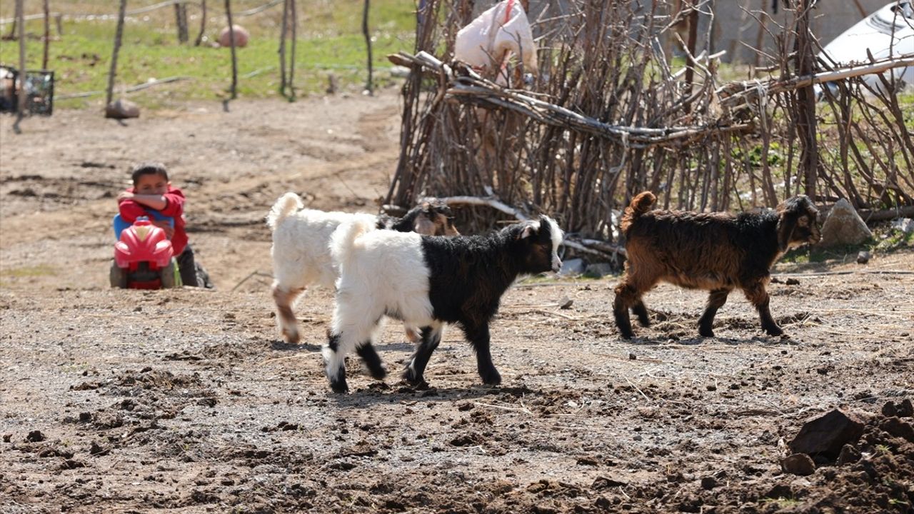 Hakkari'de İlkbaharın Müjdecisi Kuzu ve Oğlaklar Meralara Salındı