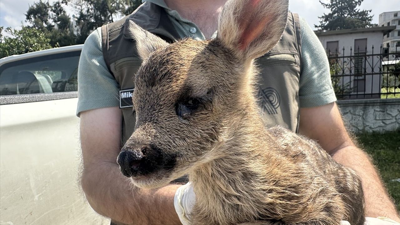 Hatay'da Bitkin Bulunan Karaca Yavrusu Bakıma Alındı