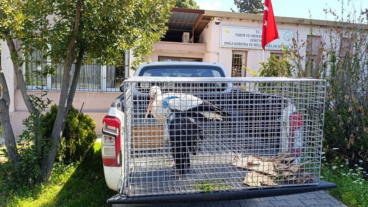 Hatay'da Yaralı Leylek Kurtarılarak Tedavi Altına Alındı