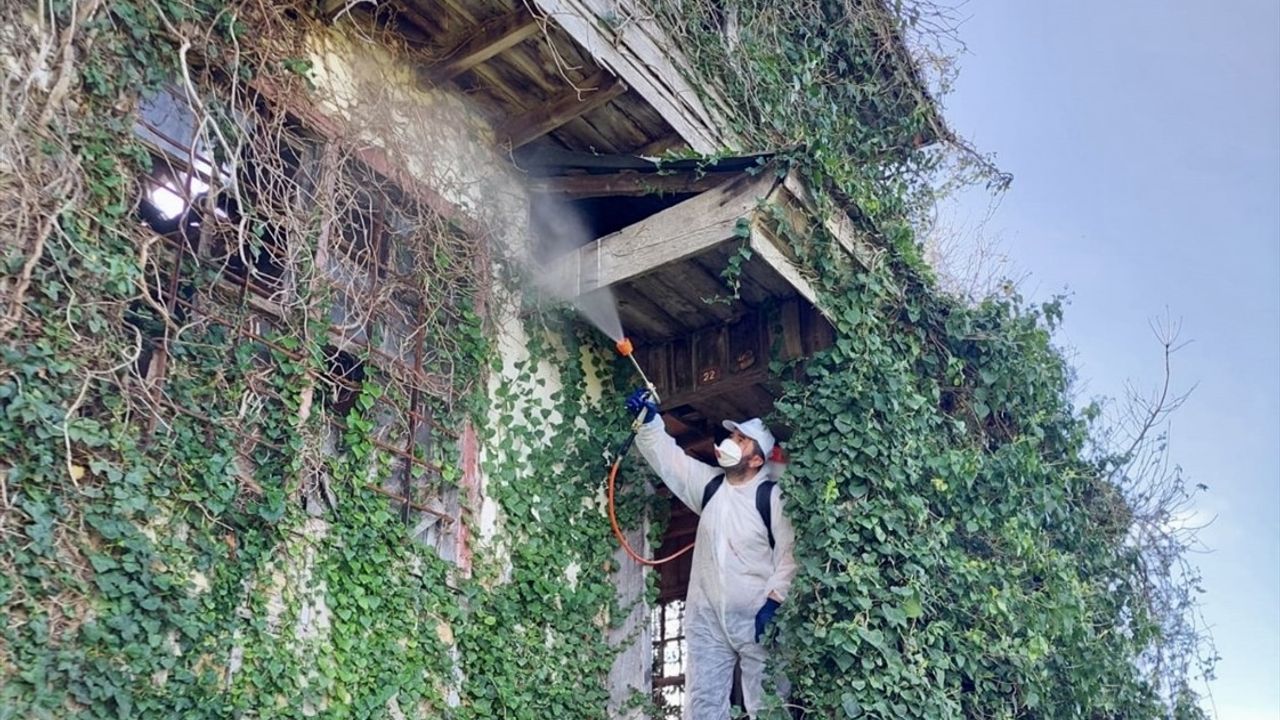 Kahverengi Kokarca ile Mücadelede 200 Bini Aşan Samuray Arısı Hazır