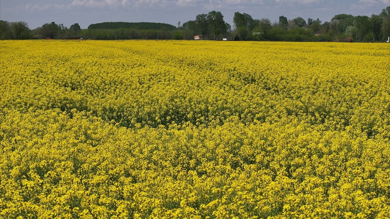 Kanola Bitkisi Arıcılıkta Avantaj Sağlıyor