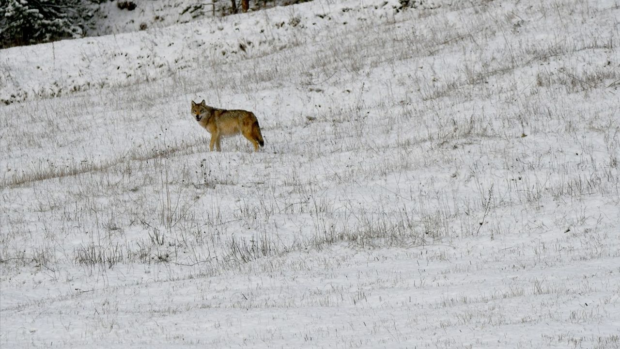Kars'ta Kurtlar ve Kızıl Tilkiler Yiyecek Ararken Görüntülendi