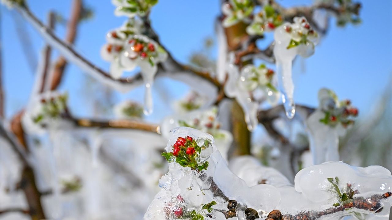 Kayserili Çiftçiler Zirai Dona Karşı Meyvelerini Buzla Koruyor