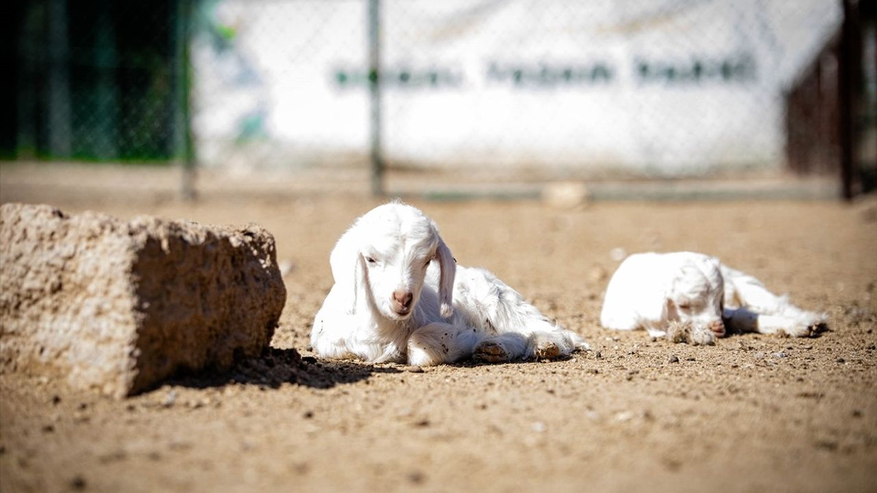 Keçiören Belediyesi Doğal Yaşam Parkı'nda Valabi Kanguru Yavrusu Doğdu