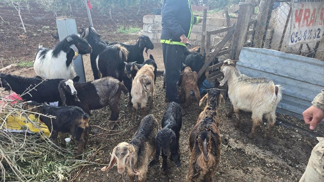 Kilis’te Kaybolan 26 Küçükbaş Hayvan Jandarma Tarafından Bulundu