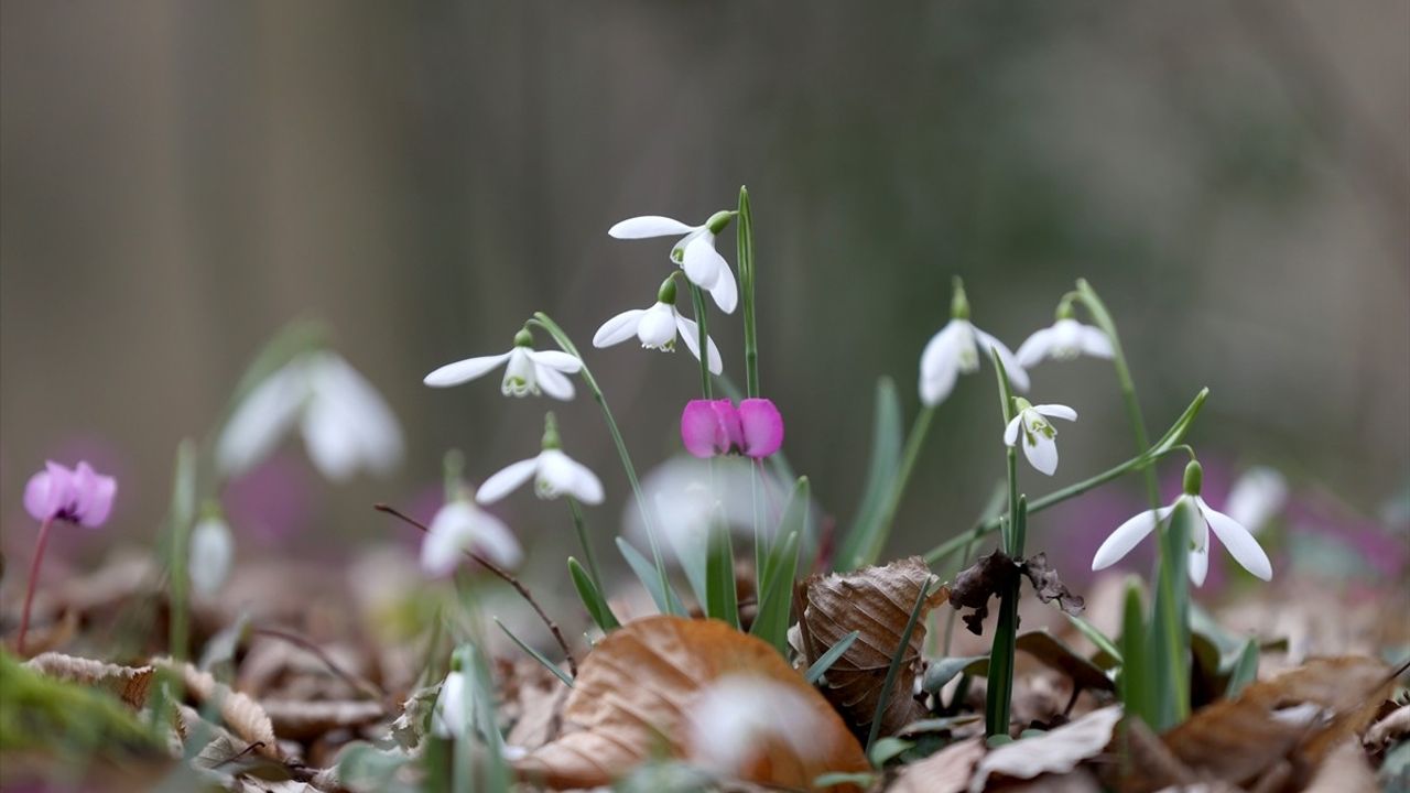 Kırklareli Longoz Ormanları'nda İlkbahar Güzelliği: Kardelenler Açtı