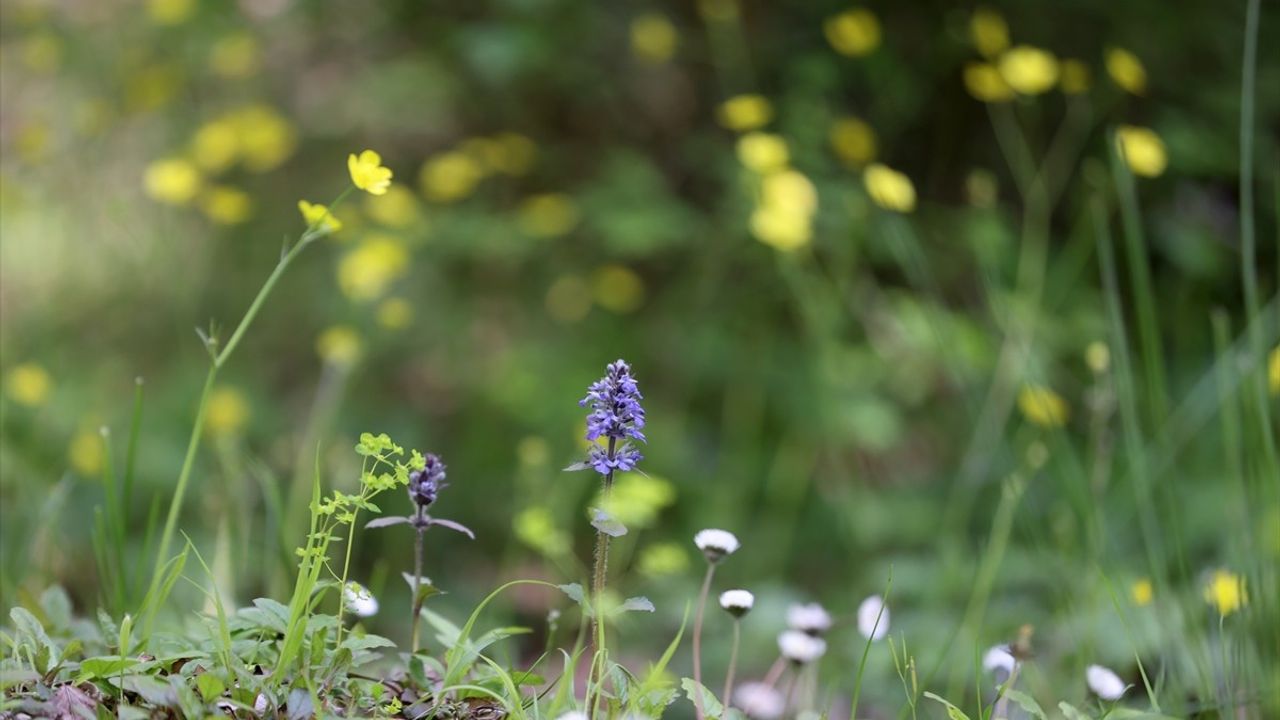 Kırklareli'nde Longoz Ormanları İlkbaharın Renkleriyle Buluştu