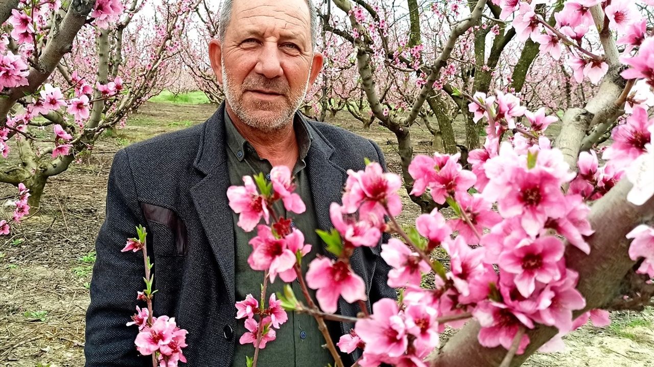 Lapseki'de Çiçek Yoğunluğu Üreticilerin Rekolte Beklentilerini Artırdı