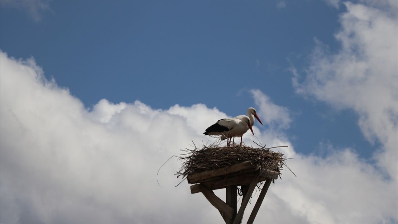 Leylekler Baharın Gelmesiyle Ağrı'ya Döndü