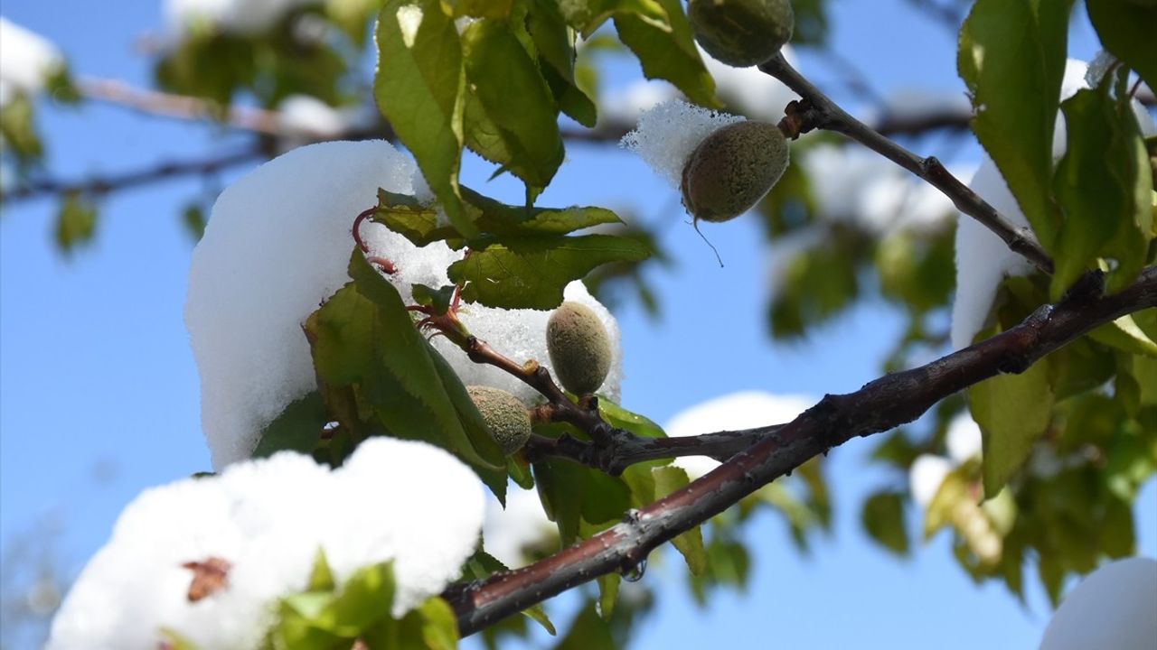 Malatya'da Kayısı Ağaçları Zirai Don Nedeniyle Zarar Gördü
