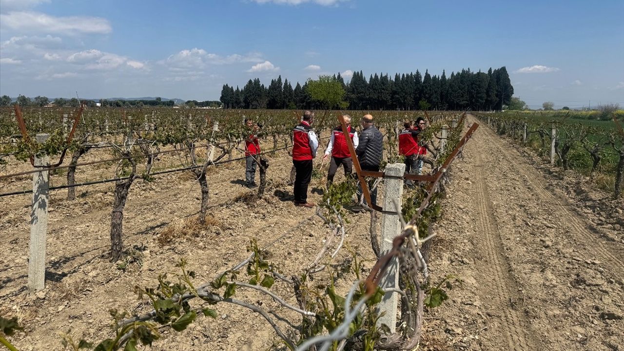Manisa'da Don Olayı Tarım Alanlarına Zarar Verdi