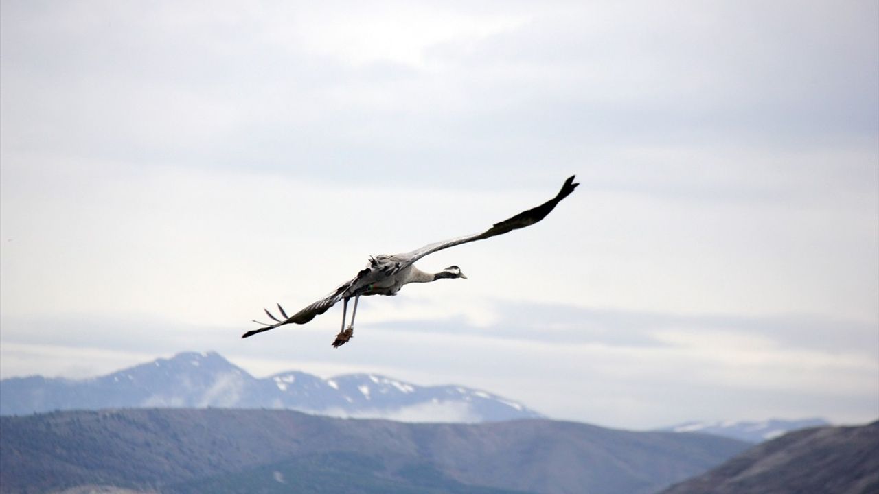 Nesli Tehlike Altındaki Turnalar Sivas'ta Görüntülendi