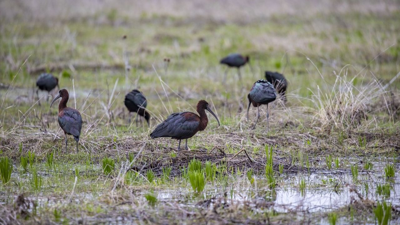 Nesli Tükenmekte Olan Çeltikçi Kuşları Tunceli'nin Ovacık İlçesinde Görüntülendi