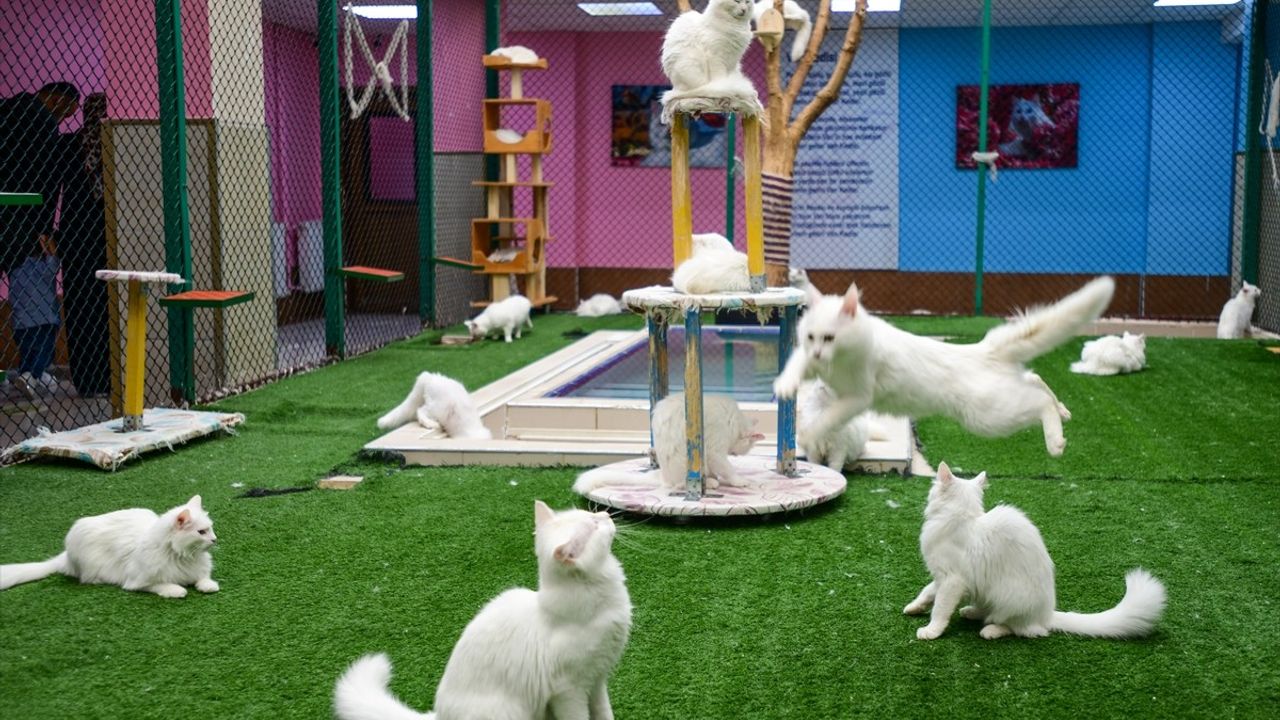 Ödüllü Van Kedisi 'Su' Beş Yavru Dünyaya Getirdi