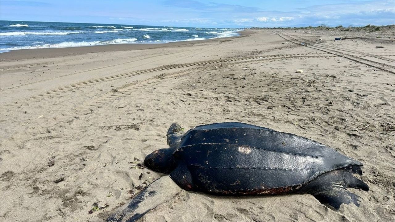 Sakarya'da Nadir Görülen Deri Sırtlı Deniz Kaplumbağası Bulundu