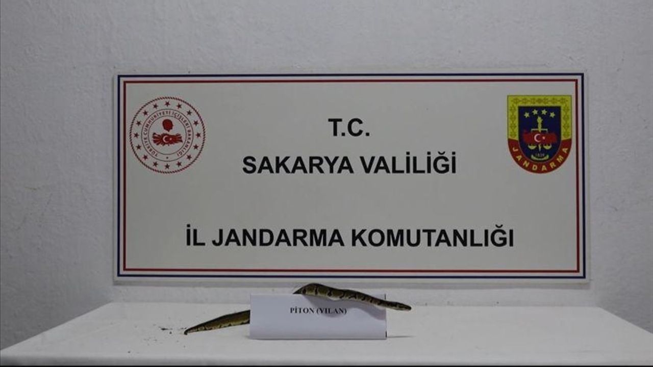 Sakarya'da Yasa Dışı Bulundurulan Kraliyet Pitonu Ele Geçirildi