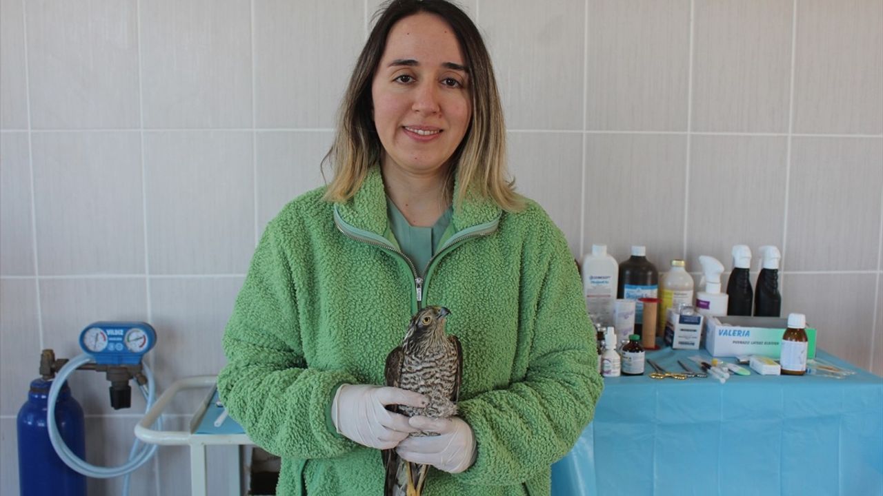 Samsun'da Görme Sorunu Yaşayan Atmaca Tedavi Ediliyor