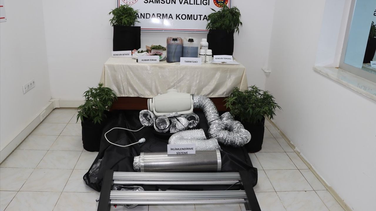Samsun'da Kenevir Yetiştiren Şüpheli Yakalandı