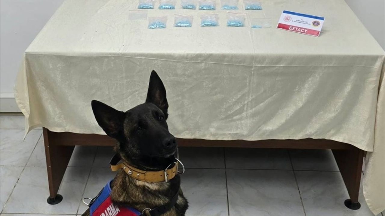 Samsun'da Narkotik Dedektör Köpeği Benek'in Başarısı: 1009 Uyuşturucu Hap Ele Geçirildi