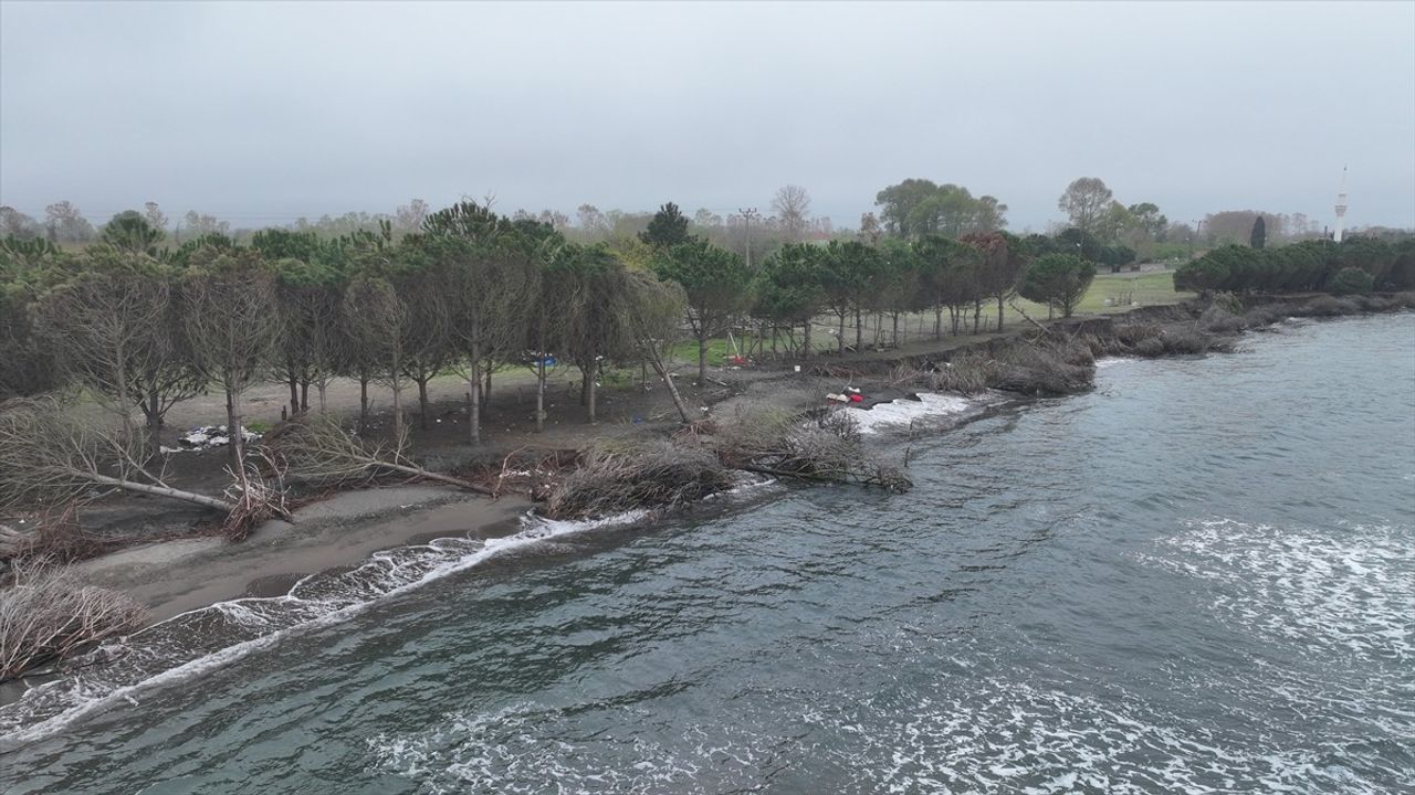 Samsun Terme Ovası'nda Kıyı Erozyonu Ağaçları Yıkıyor