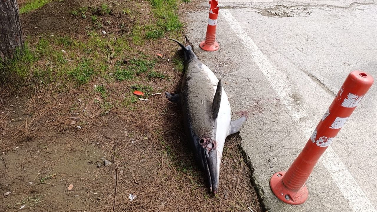 Samsun'un Atakum İlçesinde Ölü Yunus Sahile Vurdu