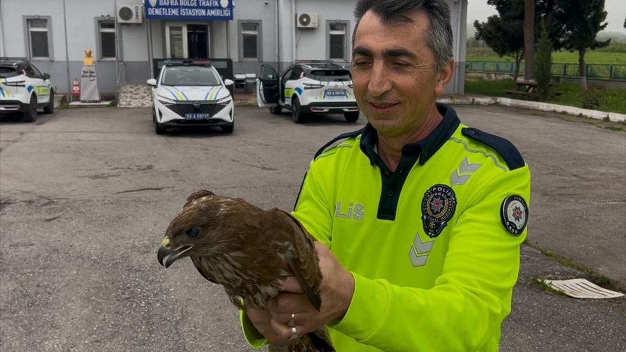 Samsun'un Bafra İlçesinde Yaralı Doğan Koruma Altına Alındı