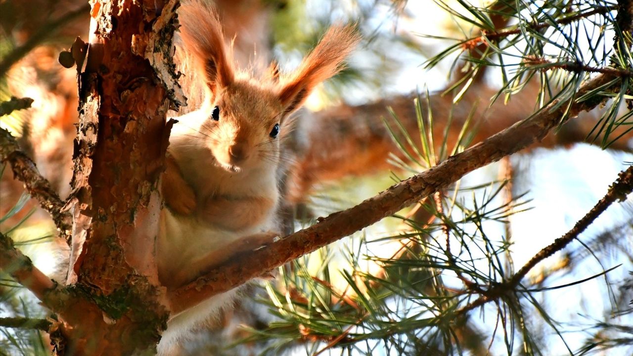 Sarıkamış'ta Kızıl Sincaplar Ormanları Şenlendiriyor