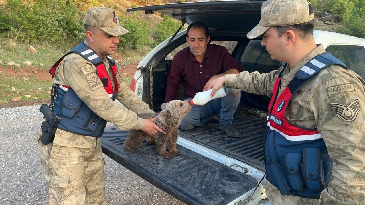 Siirt'te Yaralı Kızıl Şahin Tedavi Altına Alındı, Yalnız Bulunan Ayı Yavrusu Doğaya Salındı