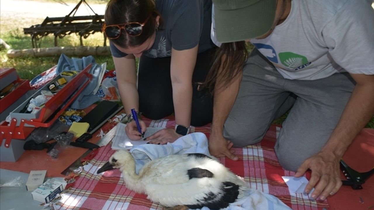 Sinop'ta Yavruyken Halka Takılan Leylek Güney Afrika'da Gözlemlendi