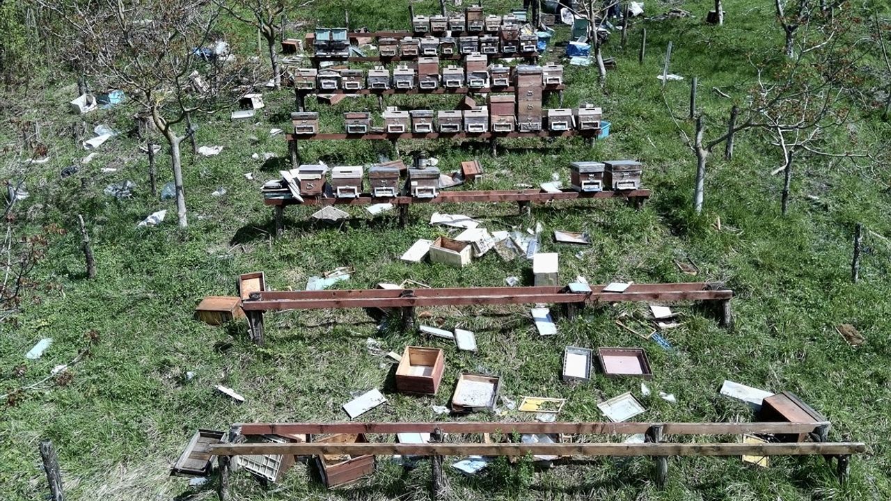 Sinop'un Türkeli İlçesinde Ayılar Arı Kovanlarına Zarar Verdi