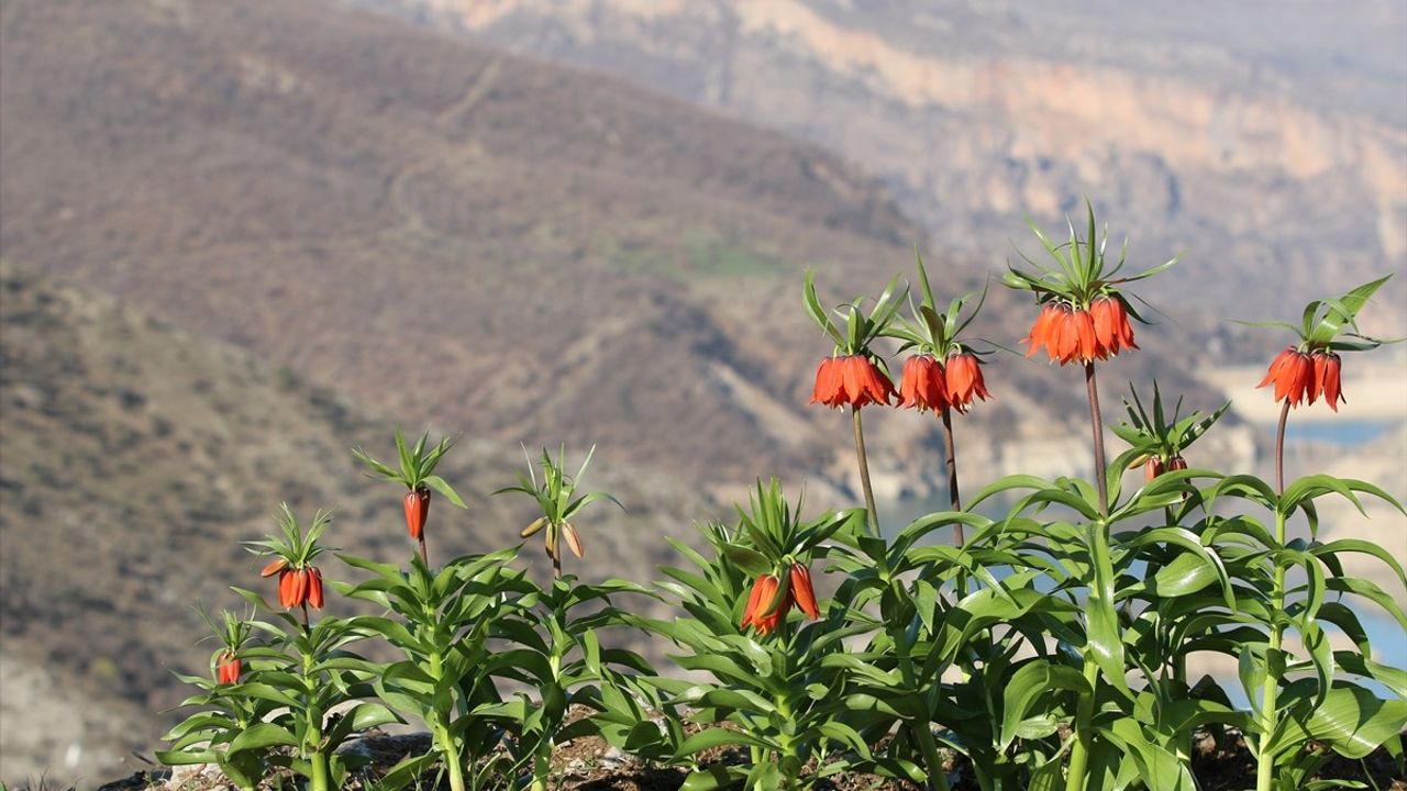 Şırnak'ta Bahar Mevsiminde Ters Laleler Doğayı Renklendiriyor
