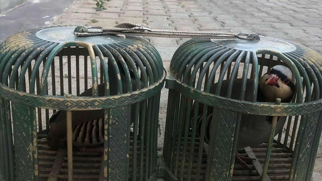 Şırnak'ta Yasaklı Kınalı Keklik Bulunan Sürücüye Ceza