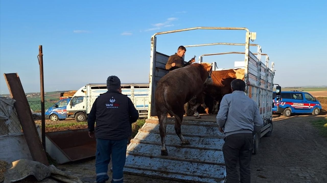 Tekirdağ'da Kaçak Hayvan Getiren Kişiye 105 Bin Lira Ceza