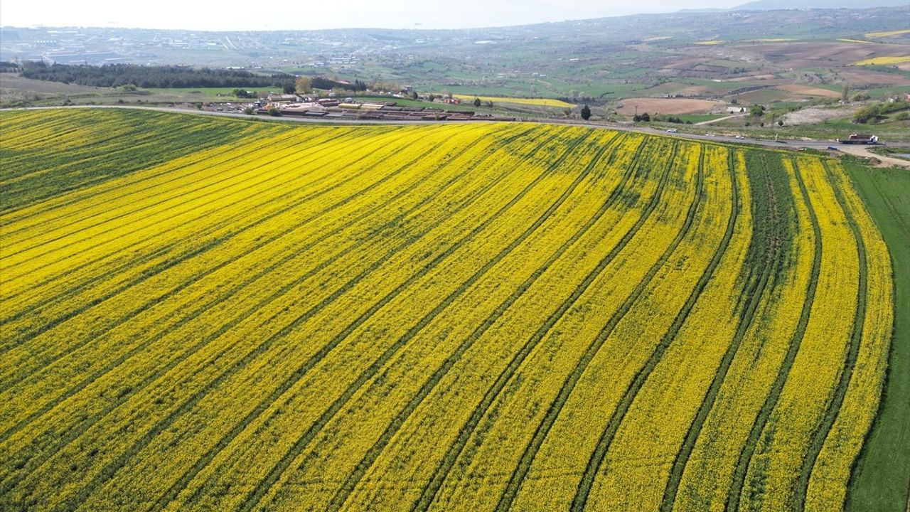 Tekirdağ'da Kanola Üreticilerine Arıları Koruma Uyarısı