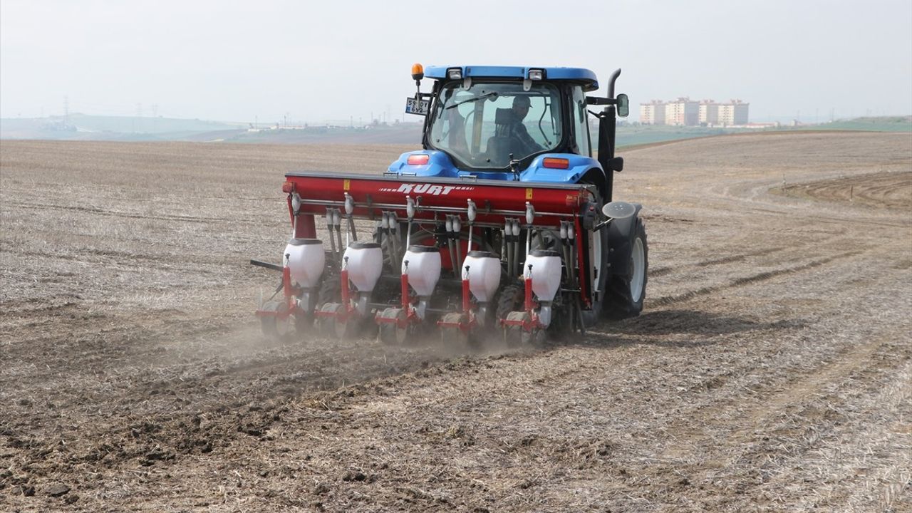 Tekirdağ'da Kuraklığa Dayanıklı Ayçiçeği İçin Anıza Ekim Projesi Uygulanıyor