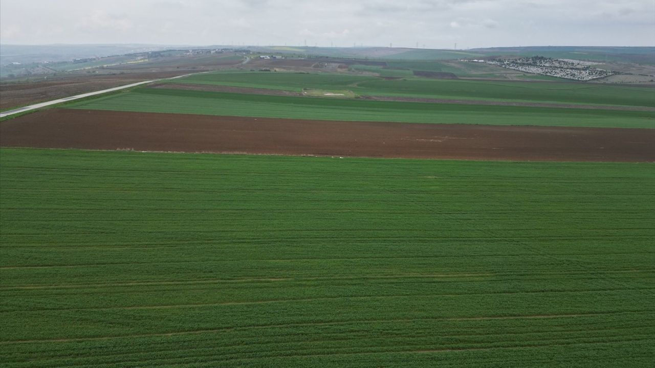 Tekirdağ'da Kuraklık Kanola Üretimini Tehdit Ediyor