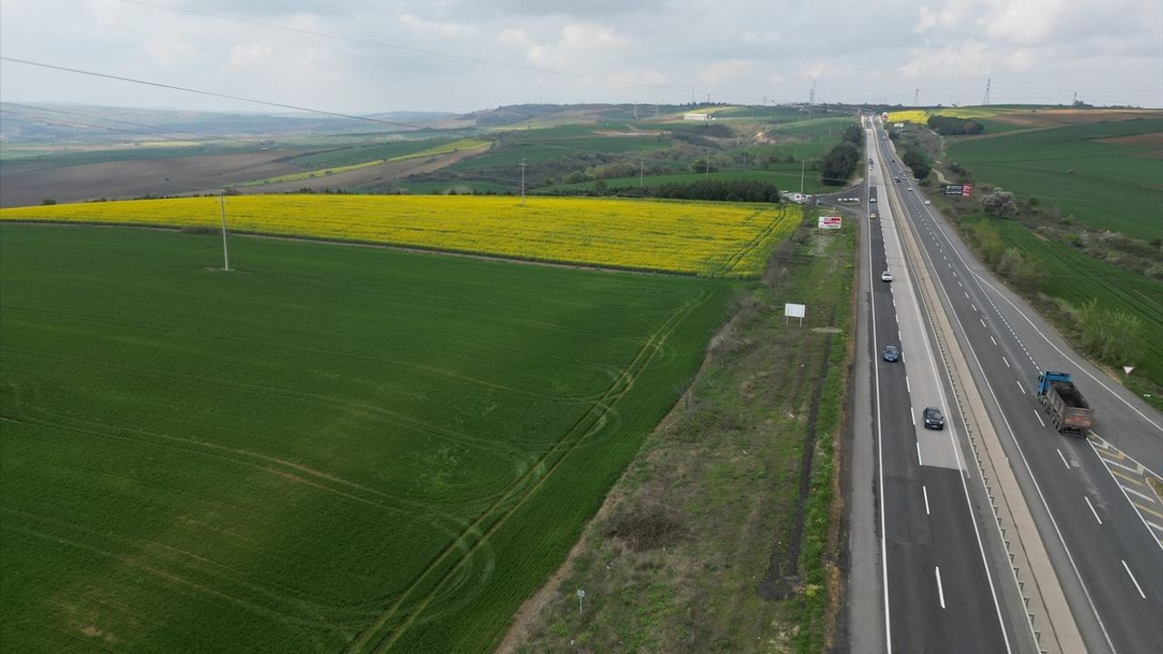 Tekirdağ'da Renkli Kanola Tarlaları Sürücülere Göz Dolduruyor