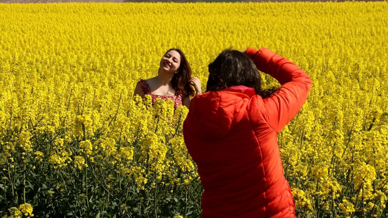 Tekirdağ'ın Kanola Tarlaları Fotoğraf Tutkunlarının Gözdesi