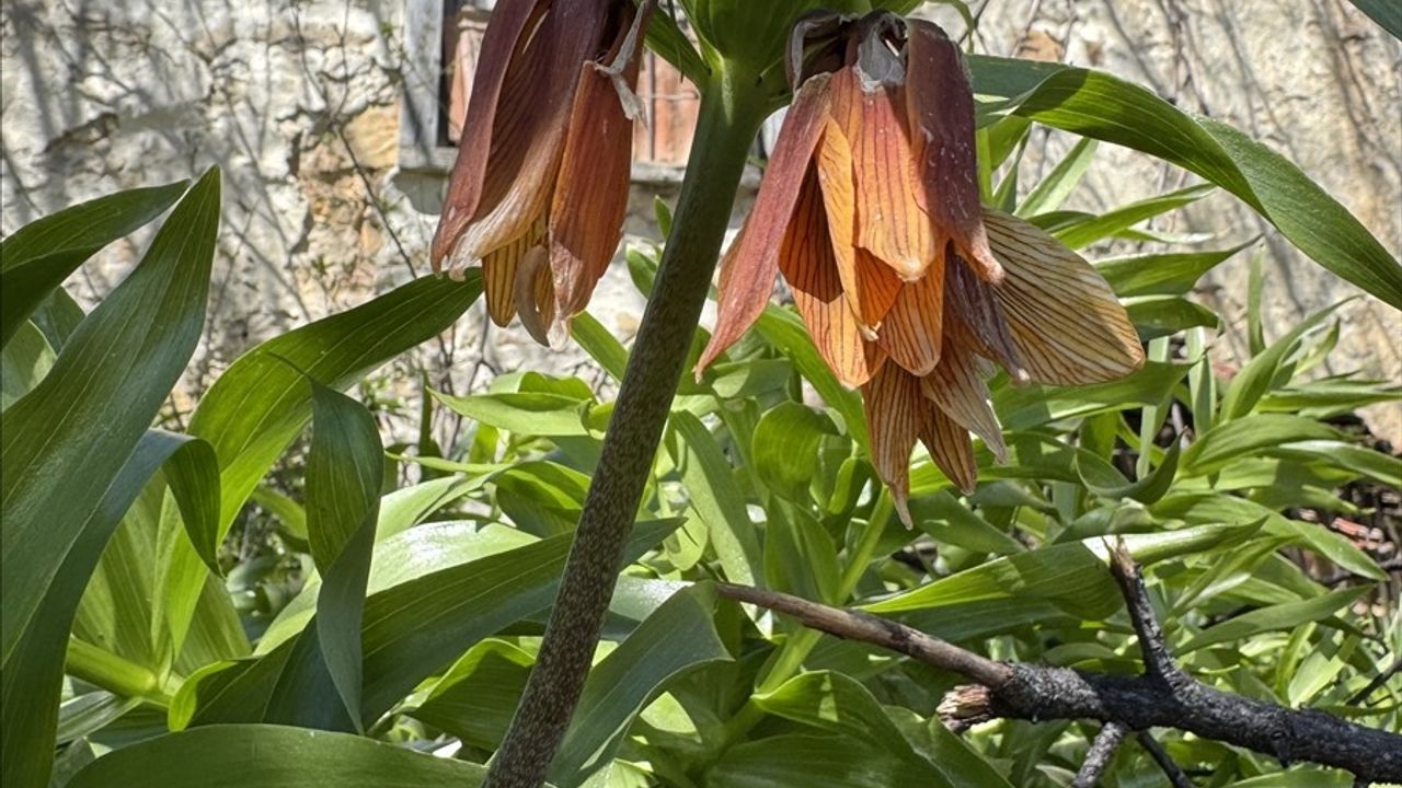 Ters Laleler: 147 Yıl Boyunca Denizli'de Hayat Süren Kültürel Miras
