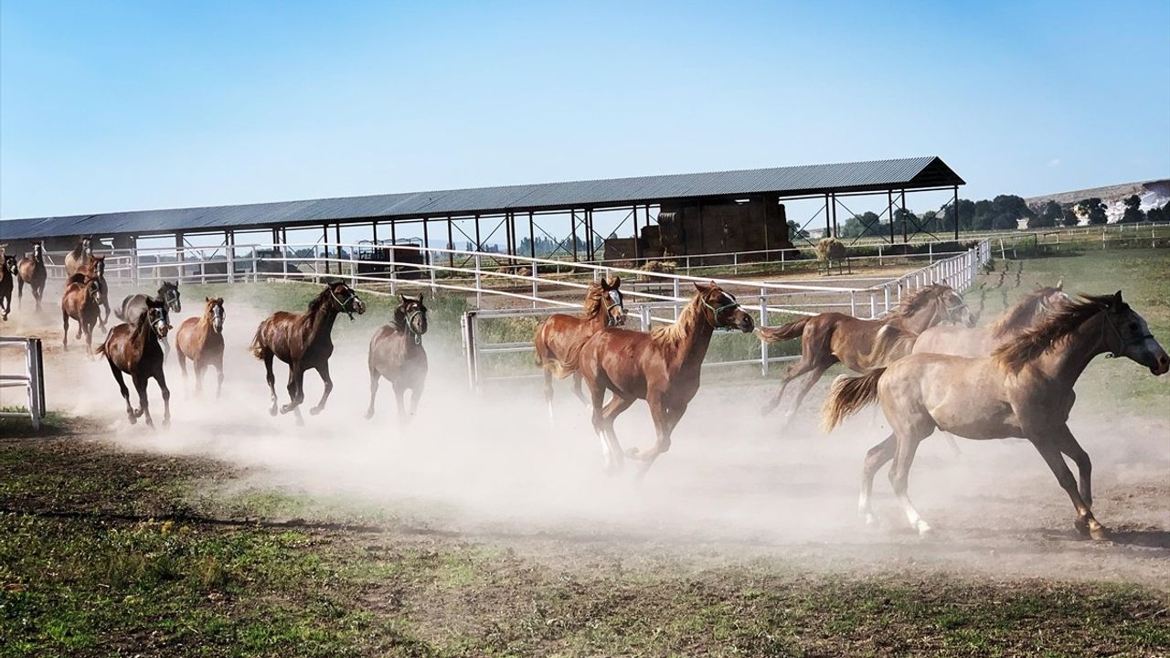 TİGEM'in 2025 Yılı Safkan Arap Tay Satış Tarihleri Açıklandı