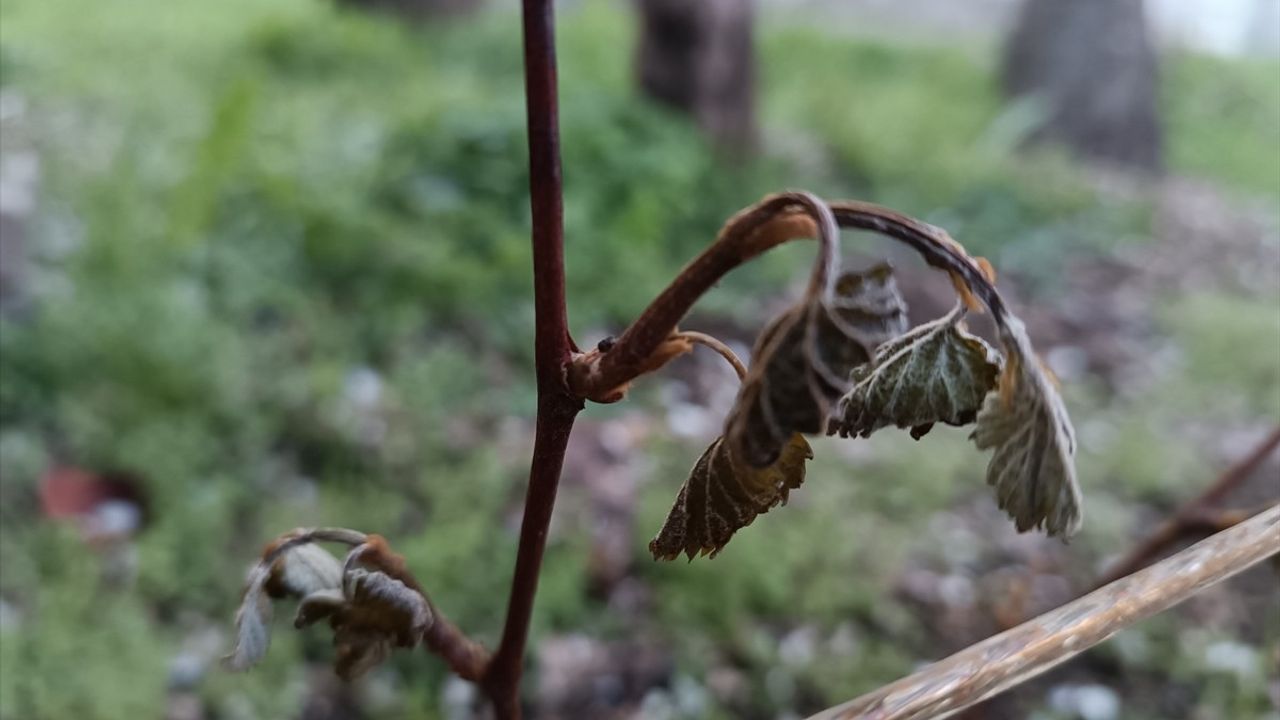 Tosya'da Zirai Don, 6 Bin 725 Dekar Tarım Alanını Etkiledi