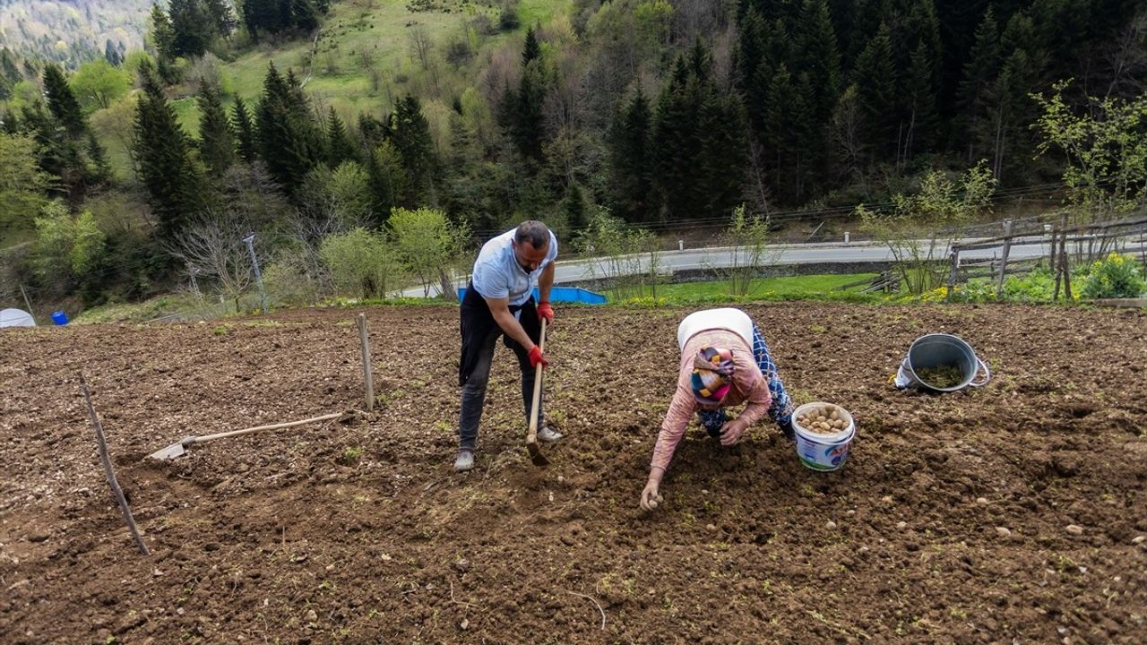 Trabzonlu Çiftçiler Patates Ekimini Tamamlıyor